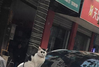 全网丑猫丑狗大赛！看完你还敢养宠物吗哈哈哈