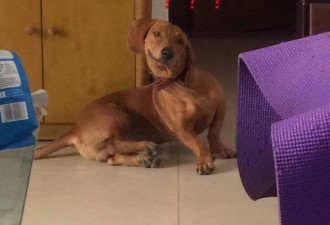 全网丑猫丑狗大赛！看完你还敢养宠物吗哈哈哈