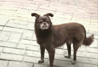 全网丑猫丑狗大赛！看完你还敢养宠物吗哈哈哈