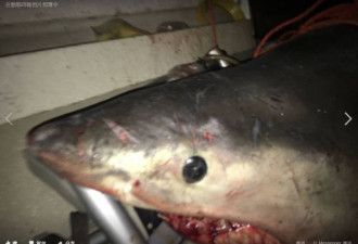 慎入：400斤大白鲨蹦上渔船 咬得渔夫满身是血