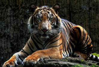 现存苏门答腊虎不足300只 动物园为9岁虎庆生