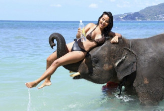 泰国女模海边湿身拍大片 骑大象嗨玩秀傲人美胸
