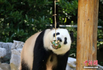 扬州: 动物园大熊猫品尝粽子迎端午 憨态可掬
