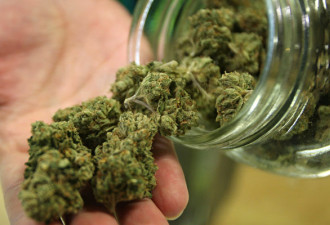 仅26％休闲大麻购自合法渠道