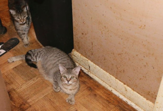 士嘉堡1公寓单位养47猫1狗 租客夫妇遭驱逐