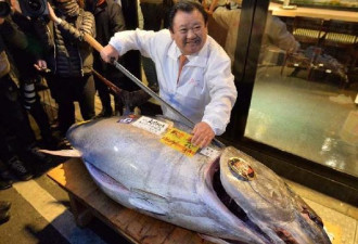 世界纪录！这条鱼凭啥卖950万？
