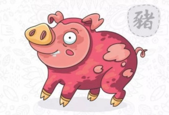人类养了9000年的猪！你知道猪猪有多厉害吗？