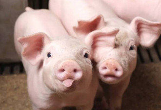 人类养了9000年的猪！你知道猪猪有多厉害吗？