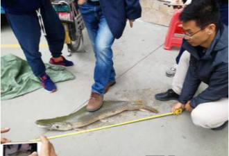 长1.2米，重20斤！广州一公园“怪鱼”被捕获了