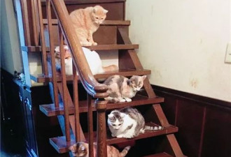他们把猫和狗狗养在一起，每天甜到撒狗粮