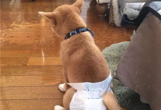 他们把猫和狗狗养在一起，每天甜到撒狗粮