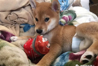 他们把猫和狗狗养在一起，每天甜到撒狗粮