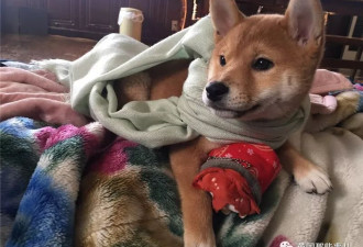 他们把猫和狗狗养在一起，每天甜到撒狗粮