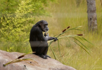 动物园一群黑猩猩，竟成功的翻墙出逃
