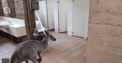 这很澳洲！袋鼠闯公厕偷吃厕纸！登上微博热搜