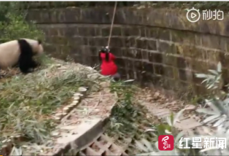 女童坠入熊猫饲养池:爬上围栏 旁人不慎碰到