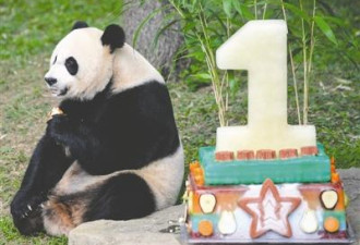 旅美大熊猫美香遭虐待?华盛顿动物园回应质疑