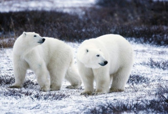 北极熊大举入侵  俄新地岛进入紧急状态