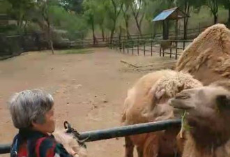 大连一大妈动物园里猛薅骆驼毛：一拽一大把