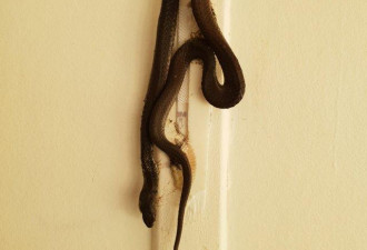 维州男子在家中相框后面竟发现一条死蛇
