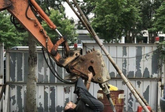 台北：女子倒挂挖掘机上 阻止大树被挖走