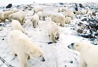 北极熊突然入侵居民社区！地球还未流浪