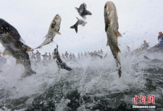 浙江千岛湖“巨网捕鱼” 万鱼起跃 堪称盛景