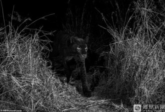 100年来人类首次在肯尼亚拍到罕见的黑豹照片