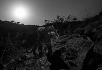 100年来人类首次在肯尼亚拍到罕见的黑豹照片