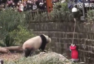 女孩掉入熊猫场  惨遭5大熊猫“围观”被救起