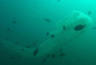新西兰潜水员发现9米长海洋怪物，网友猜破头