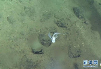 中国“蛟龙”号深潜近7千米 拍到这组珍贵影像