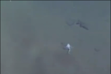 中国“蛟龙”号深潜近7千米 拍到这组珍贵影像