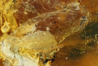 人类首次在琥珀中发现古雏鸟 距今9900万年