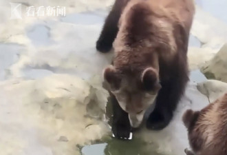 将 iPhone 手机当苹果投喂棕熊 园方 : 熊没吃