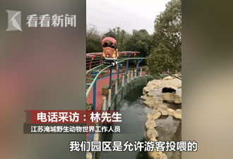 将 iPhone 手机当苹果投喂棕熊 园方 : 熊没吃
