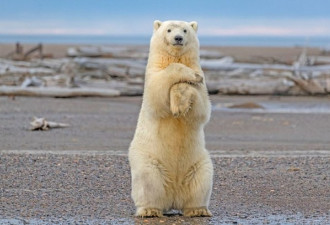 北极熊幼崽秀舞姿憨态可掬：熊之舞萌翻众人