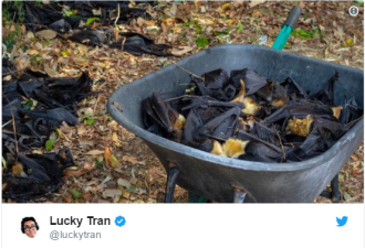 南北半球气候两重天 澳大利亚热死蝙蝠