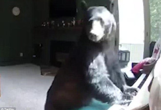 美国一只灰熊入室“打劫”不忘弹钢琴秀才艺