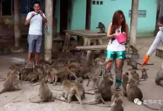 泰国景区猴子泛滥:抢饭菜夺包包 跳游客身上