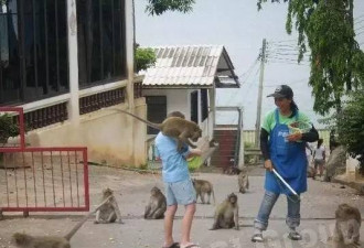 泰国景区猴子泛滥:抢饭菜夺包包 跳游客身上