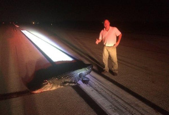美国佛州飞机降落时撞上大鳄鱼 机翼损伤