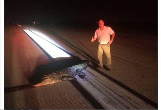 美国佛州飞机降落时撞上大鳄鱼 机翼损伤