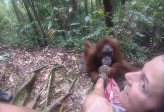 哭笑不得！印尼丛林大猩猩抓住女游客不松手