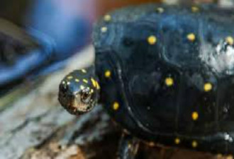 美媒称中国收藏者盯上美国乌龟 走私者贩龟捞钱