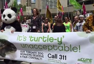 工会立场软化 多伦多动物园罢工望结束