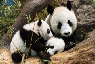旅日中国大熊猫产崽 成上野动物园摇钱树