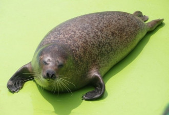 38只二级重点保护动物海豹幼崽 被中国人吓死