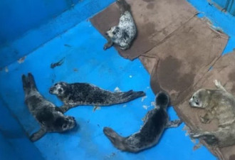 百只斑海豹幼崽被盗续：为卖给水族馆 5人刑拘
