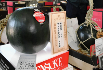 一只西瓜3.1万元 盘点日本那些“天价”食物